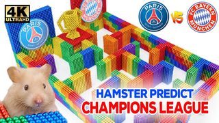 DIY -  Maze Hamster predict PSG vs Bayern Munich From Magnetic Balls (Satisfying ASMR) | MW Series